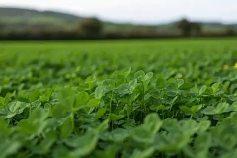 Jaka roślina jest symbolem Irlandii i dlaczego ma to znaczenie?
